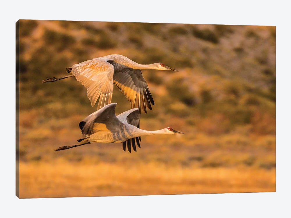 USA, New Mexico, Bosque Del Apache National Wildlife Refuge. Sandhill cranes flying. by Jaynes Gallery 1-piece Canvas Print