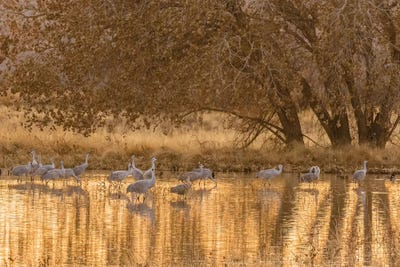 USA, New Mexico, Bosque del Apache National Wildlife Refuge. Sandhill cranes in water at sunset. by Jaynes Gallery metal wall art