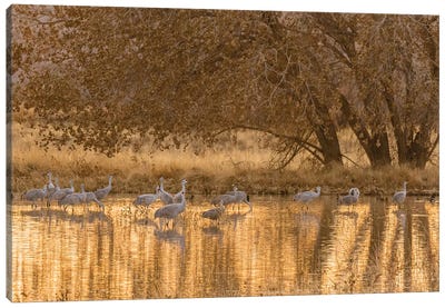 USA, New Mexico, Bosque del Apache National Wildlife Refuge. Sandhill cranes in water at sunset. Canvas Art Print - New Mexico Art