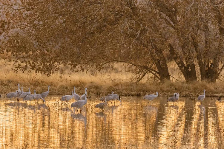 USA, New Mexico, Bosque del Apache National Wildlife Refuge. Sandhill cranes in water at sunset.