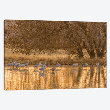 USA, New Mexico, Bosque del Apache National Wildlife Refuge. Sandhill cranes in water at sunset. Canvas Print #JYG741} by Jaynes Gallery Canvas Wall Art