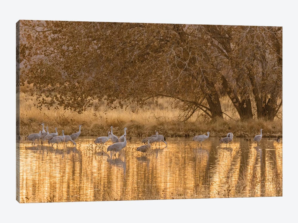 USA, New Mexico, Bosque del Apache National Wildlife Refuge. Sandhill cranes in water at sunset. by Jaynes Gallery 1-piece Canvas Wall Art