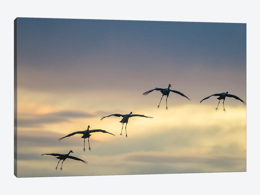 USA, New Mexico, Bosque Del Apache National Wildlife Refuge. Sandhill cranes landing at sunset. by Jaynes Gallery 1-piece Art Print