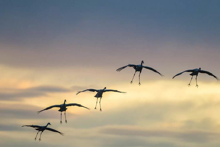 USA, New Mexico, Bosque Del Apache National Wildlife Refuge. Sandhill cranes landing at sunset.