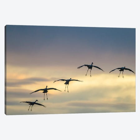 USA, New Mexico, Bosque Del Apache National Wildlife Refuge. Sandhill cranes landing at sunset. Canvas Print #JYG742} by Jaynes Gallery Canvas Artwork