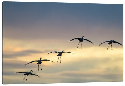 USA, New Mexico, Bosque Del Apache National Wildlife Refuge. Sandhill cranes landing at sunset. Canvas Art Print - New Mexico Art