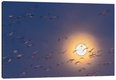 USA, New Mexico, Bosque del Apache National Wildlife Refuge. Snow geese blur and full moon. Canvas Art Print - New Mexico Art