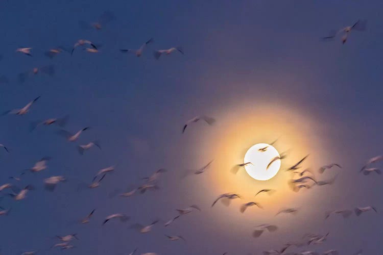 USA, New Mexico, Bosque del Apache National Wildlife Refuge. Snow geese blur and full moon.