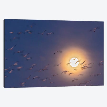 USA, New Mexico, Bosque del Apache National Wildlife Refuge. Snow geese blur and full moon. Canvas Print #JYG743} by Jaynes Gallery Canvas Artwork