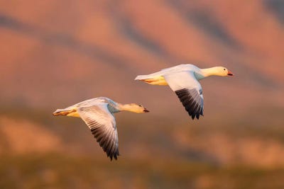 USA, New Mexico, Bosque Del Apache National Wildlife Refuge. Snow geese flying. by Jaynes Gallery art print