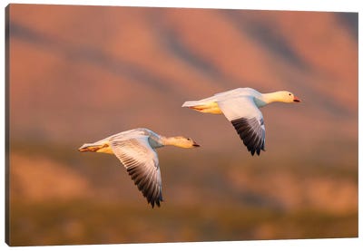 USA, New Mexico, Bosque Del Apache National Wildlife Refuge. Snow geese flying. Canvas Art Print - New Mexico Art