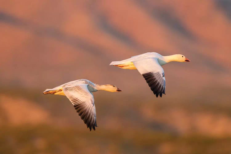 USA, New Mexico, Bosque Del Apache National Wildlife Refuge. Snow geese flying.