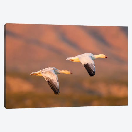 USA, New Mexico, Bosque Del Apache National Wildlife Refuge. Snow geese flying. Canvas Print #JYG744} by Jaynes Gallery Art Print