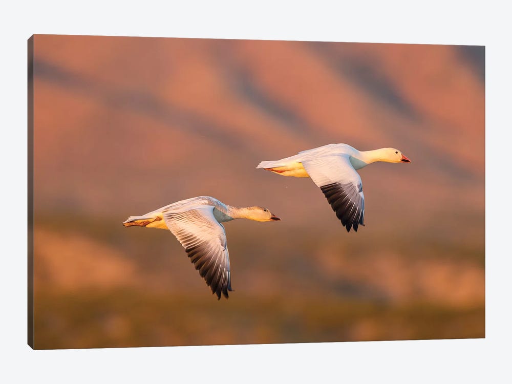 USA, New Mexico, Bosque Del Apache National Wildlife Refuge. Snow geese flying. by Jaynes Gallery 1-piece Canvas Print