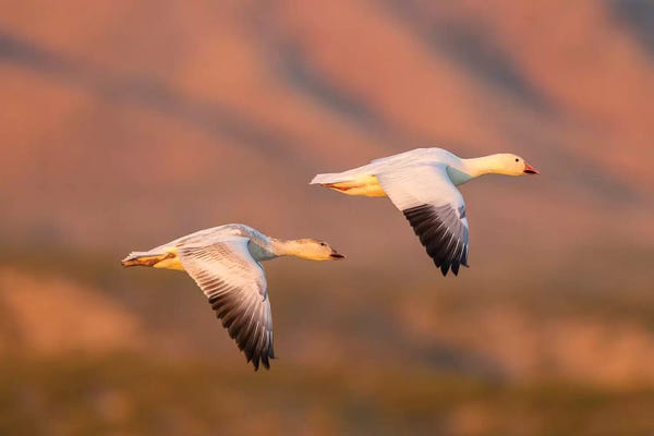 New Mexico: USA, New Mexico, Bosque Del Apache National Wildlife Refuge. Snow geese flying. by Jaynes Gallery