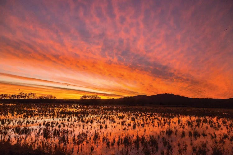 USA, New Mexico, Bosque del Apache National Wildlife Refuge. Sunset on bird flock in water.