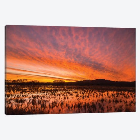 USA, New Mexico, Bosque del Apache National Wildlife Refuge. Sunset on bird flock in water. Canvas Print #JYG745} by Jaynes Gallery Canvas Art Print