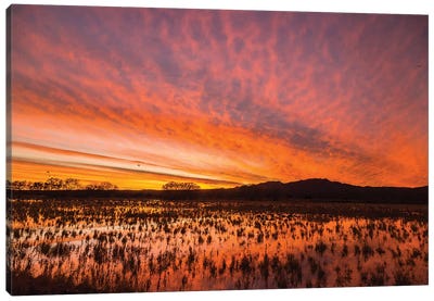 USA, New Mexico, Bosque del Apache National Wildlife Refuge. Sunset on bird flock in water. Canvas Art Print - New Mexico Art