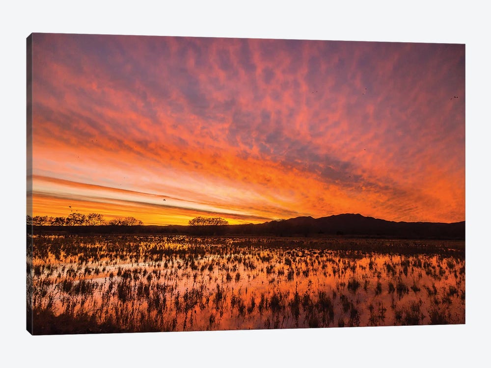 USA, New Mexico, Bosque del Apache National Wildlife Refuge. Sunset on bird flock in water. by Jaynes Gallery 1-piece Canvas Artwork