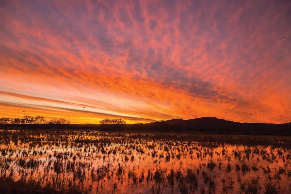 New Mexico: USA, New Mexico, Bosque del Apache National Wildlife Refuge. Sunset on bird flock in water. by Jaynes Gallery