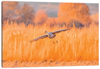 USA, New Mexico, Bosque del Apache Wildlife Refuge. Sandhill crane landing. Canvas Art Print - New Mexico Art