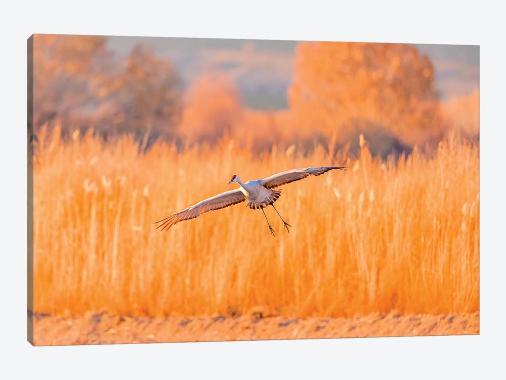 USA, New Mexico, Bosque del Apache Wildlife Refuge. Sandhill crane landing. by Jaynes Gallery 1-piece Canvas Print