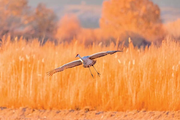 New Mexico: USA, New Mexico, Bosque del Apache Wildlife Refuge. Sandhill crane landing. by Jaynes Gallery