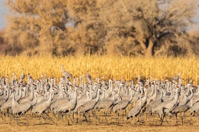 USA, New Mexico, Ladd S. Gordon Waterfowl Complex. Flock of sandhill cranes. by Jaynes Gallery metal wall art