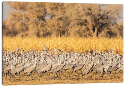USA, New Mexico, Ladd S. Gordon Waterfowl Complex. Flock of sandhill cranes. Canvas Art Print - New Mexico Art