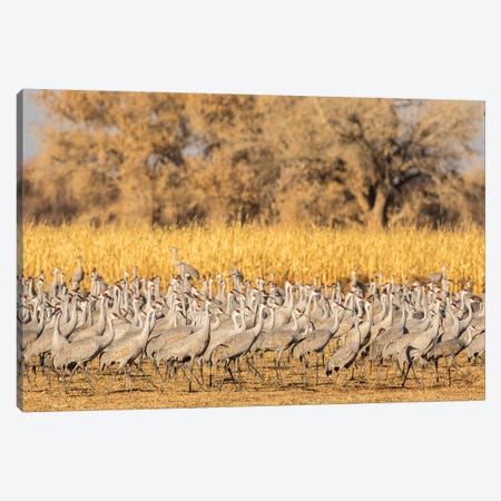 USA, New Mexico, Ladd S. Gordon Waterfowl Complex. Flock of sandhill cranes. Canvas Print #JYG747} by Jaynes Gallery Canvas Print