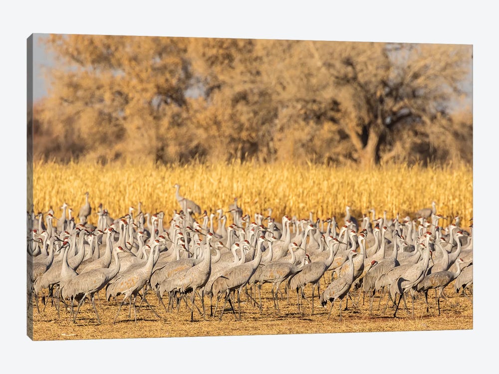 USA, New Mexico, Ladd S. Gordon Waterfowl Complex. Flock of sandhill cranes. by Jaynes Gallery 1-piece Canvas Artwork