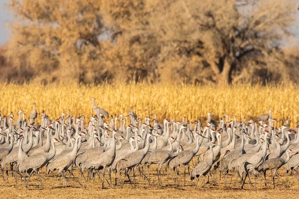New Mexico: USA, New Mexico, Ladd S. Gordon Waterfowl Complex. Flock of sandhill cranes. by Jaynes Gallery