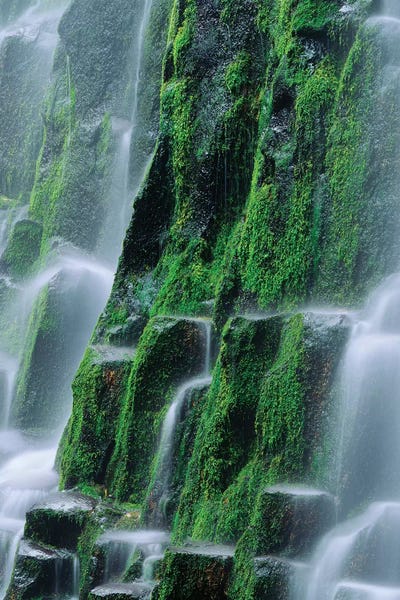 Oregon: USA, Oregon, Three Sisters Wilderness. Close-up of Proxy Falls. by Jaynes Gallery