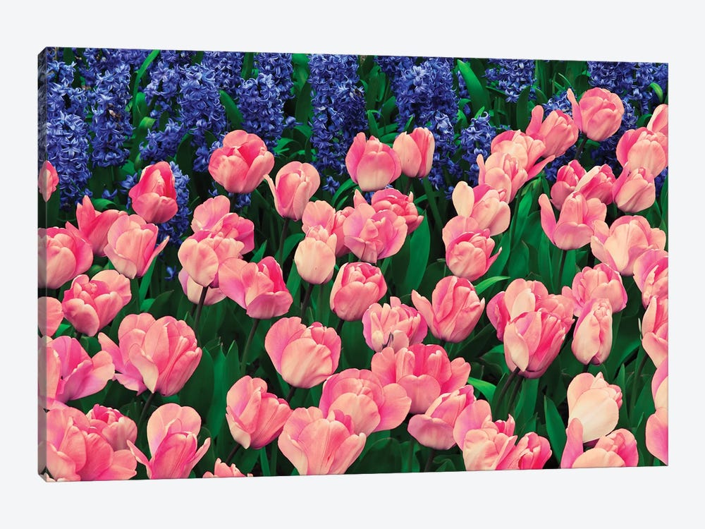 The Netherlands, Lisse. Close-up of flowers III by Jaynes Gallery 1-piece Canvas Wall Art