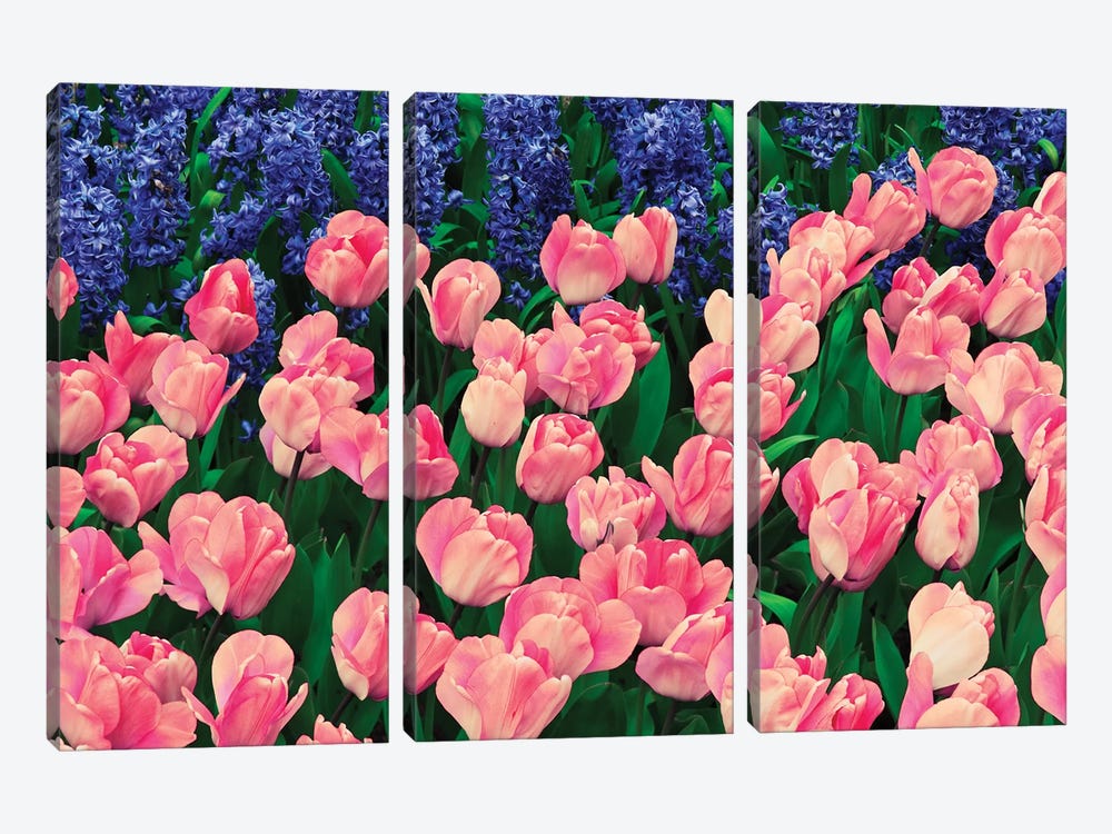The Netherlands, Lisse. Close-up of flowers III by Jaynes Gallery 3-piece Canvas Artwork