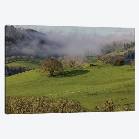 USA, Oregon, Whistler's Bend County Park. Overview of sheep in pasture.  Canvas Print #JYG751} by Jaynes Gallery Art Print