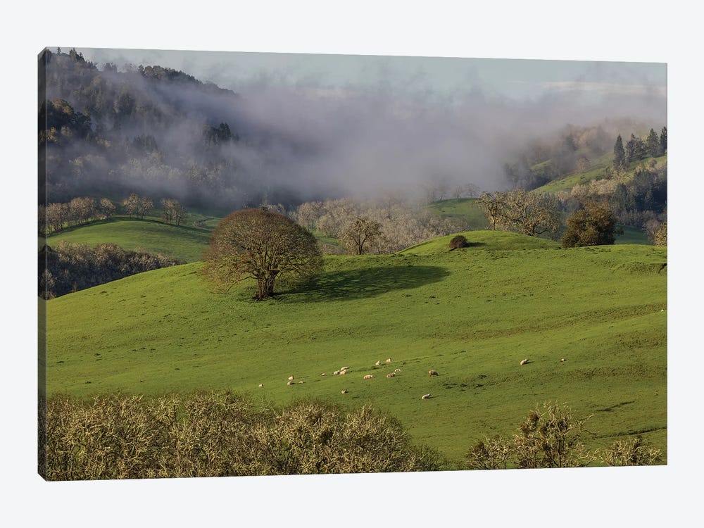 USA, Oregon, Whistler's Bend County Park. Overview of sheep in pasture.  by Jaynes Gallery 1-piece Canvas Art Print