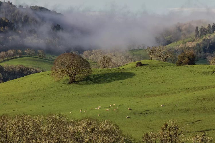 USA, Oregon, Whistler's Bend County Park. Overview of sheep in pasture. 