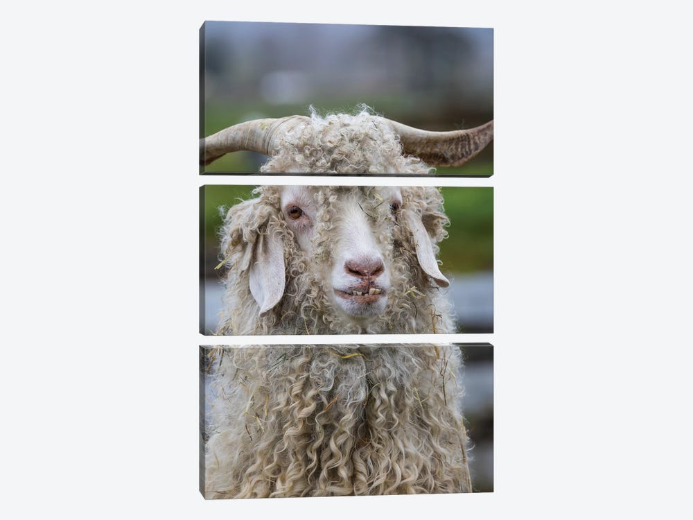 USA, Oregon. Old goat close-up.  by Jaynes Gallery 3-piece Canvas Wall Art