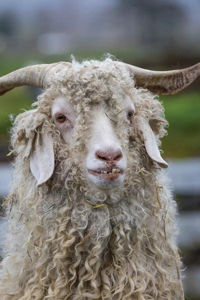 USA, Oregon. Old goat close-up.