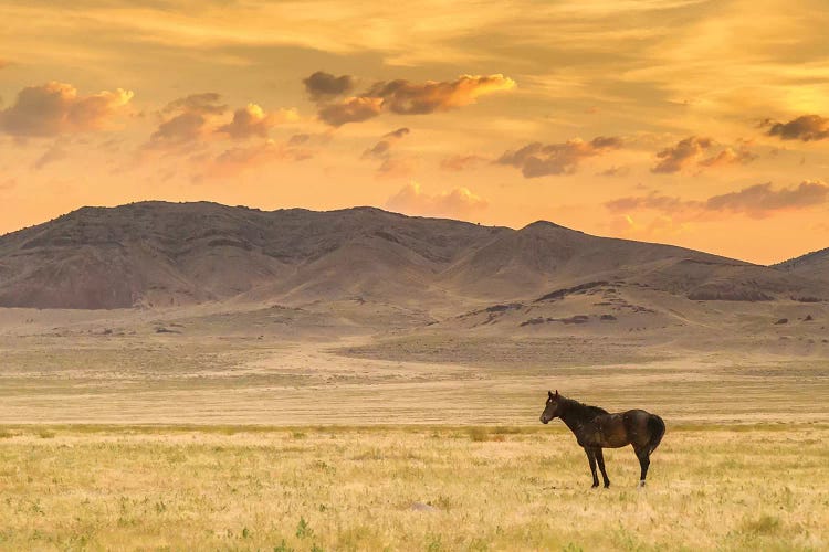 USA, Utah, Tooele County. Wild horse at sunrise. 