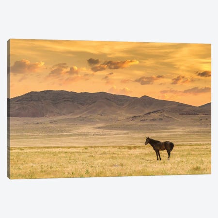 USA, Utah, Tooele County. Wild horse at sunrise.  Canvas Print #JYG754} by Jaynes Gallery Canvas Wall Art