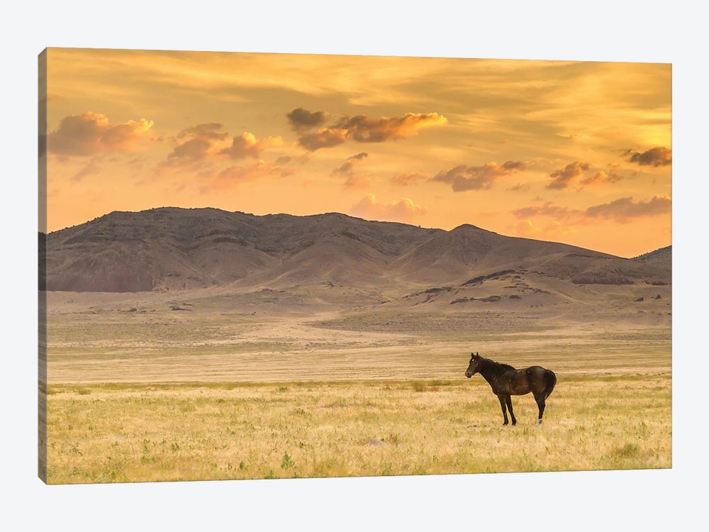 USA, Utah, Tooele County. Wild horse at sunrise.  by Jaynes Gallery 1-piece Canvas Artwork