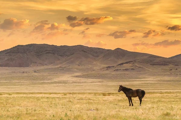 USA, Utah, Tooele County. Wild horse at sunrise.