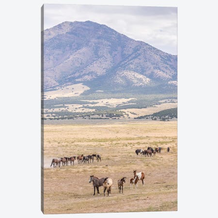 USA, Utah, Tooele County. Wild horse bands and mountain.  Canvas Print #JYG755} by Jaynes Gallery Canvas Art