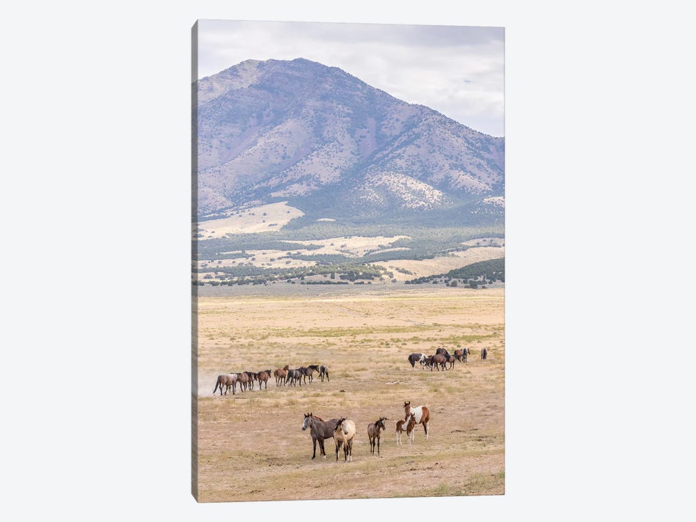 USA, Utah, Tooele County. Wild horse bands and mountain.  by Jaynes Gallery 1-piece Art Print