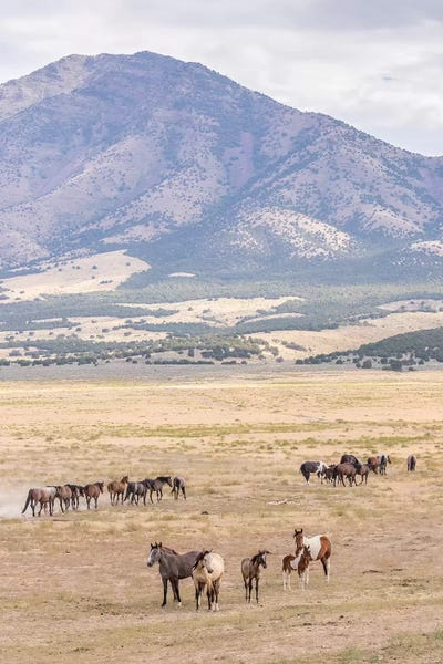 USA, Utah, Tooele County. Wild horse bands and mountain.