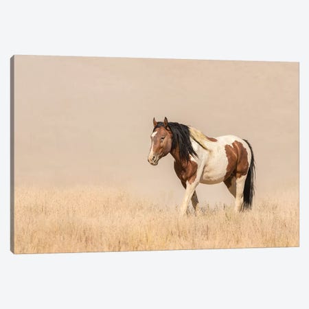 USA, Utah, Tooele County. Wild horse close-up.  Canvas Print #JYG756} by Jaynes Gallery Canvas Artwork