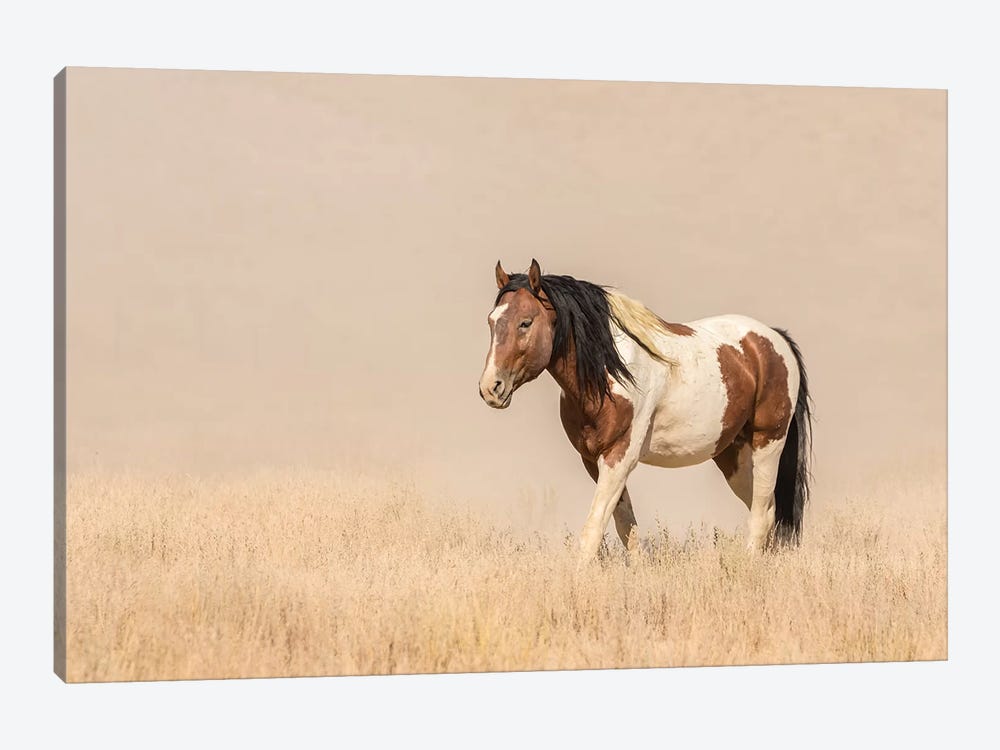 USA, Utah, Tooele County. Wild horse close-up.  by Jaynes Gallery 1-piece Canvas Art