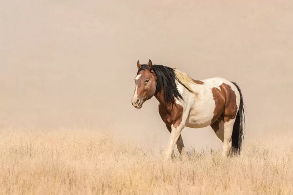 Utah: USA, Utah, Tooele County. Wild horse close-up.  by Jaynes Gallery